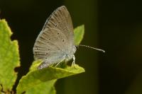 Cupido minimus