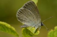Cupido minimus