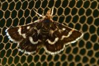Pyrausta nigrata
