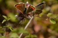 Aricia agestis