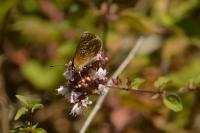 Aricia agestis