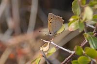 Lycaena phlaeas