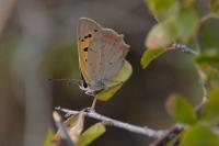 Lycaena phlaeas