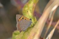 Lycaena phlaeas