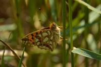 Issoria lathonia