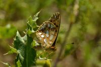 Issoria lathonia