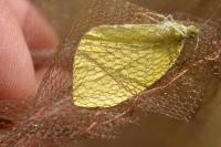 Pieris rapae
