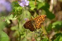 Boloria dia