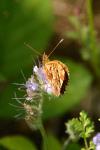 Boloria dia