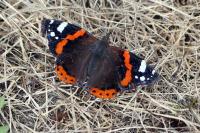 Vanessa atalanta