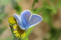 Polyommatus icarus
