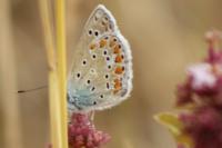 Polyommatus icarus