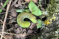 Sphinx ligustri