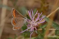 Aricia agestis