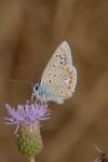 Polyommatus icarus