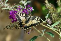 Papilio machaon