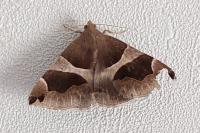 Dysgonia algira