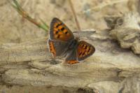 Lycaena phlaeas