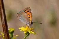 Lycaena phlaeas
