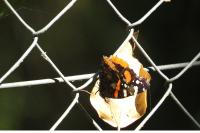 Vanessa atalanta