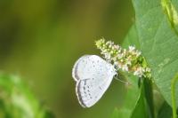 Celastrina argiolus