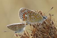 Polyommatus icarus