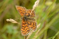Melitaea athalia
