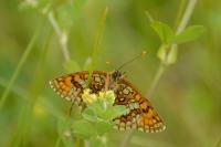 Melitaea athalia