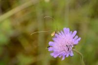 Adela reaumurella