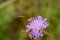 Adela reaumurella