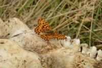 Boloria dia