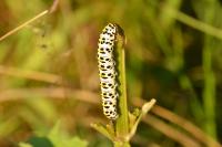 Cucullia scrophulariae