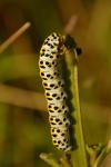 Cucullia scrophulariae