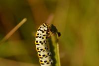 Cucullia scrophulariae