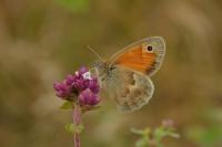 Coenonympha pamphilus