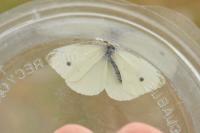 Pieris rapae