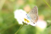 Lysandra bellargus