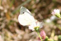 Pieris napi