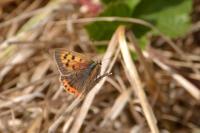 Lycaena phlaeas