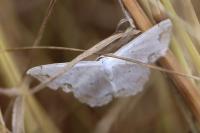 Scopula ornata