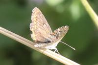 Aricia agestis