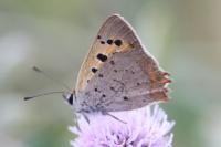 Lycaena phlaeas