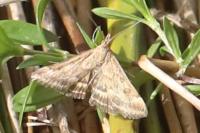 Pyrausta despicata