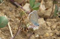 Polyommatus icarus