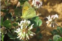 Colias crocea