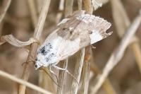 Acontia lucida