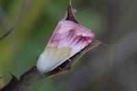 Eublemma purpurina