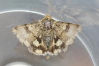 Heliothis viriplaca