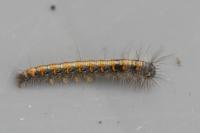 Lasiocampa quercus
