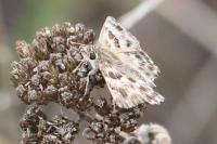 Carcharodus alceae alceae